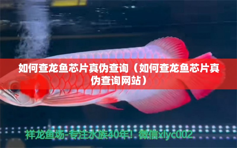 如何查龍魚芯片真?zhèn)尾樵儯ㄈ绾尾辇堲~芯片真?zhèn)尾樵兙W(wǎng)站）