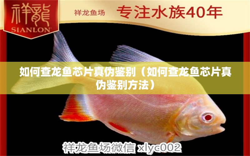 如何查龍魚(yú)芯片真?zhèn)舞b別（如何查龍魚(yú)芯片真?zhèn)舞b別方法）