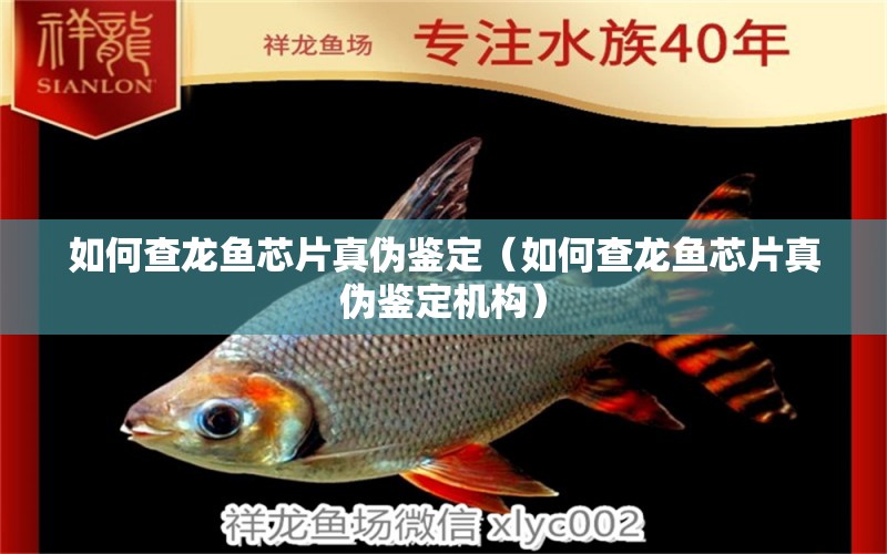 如何查龍魚芯片真?zhèn)舞b定（如何查龍魚芯片真?zhèn)舞b定機構）