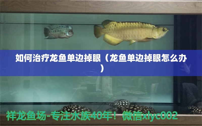 如何治療龍魚單邊掉眼（龍魚單邊掉眼怎么辦） 廣州龍魚批發(fā)市場