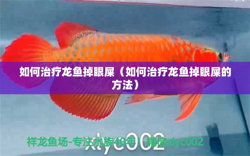 如何治療龍魚掉眼屎（如何治療龍魚掉眼屎的方法）