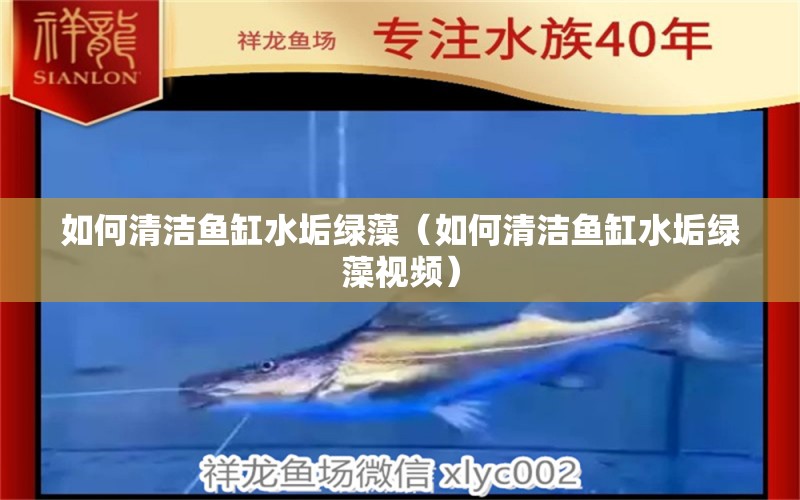 如何清潔魚缸水垢綠藻（如何清潔魚缸水垢綠藻視頻）