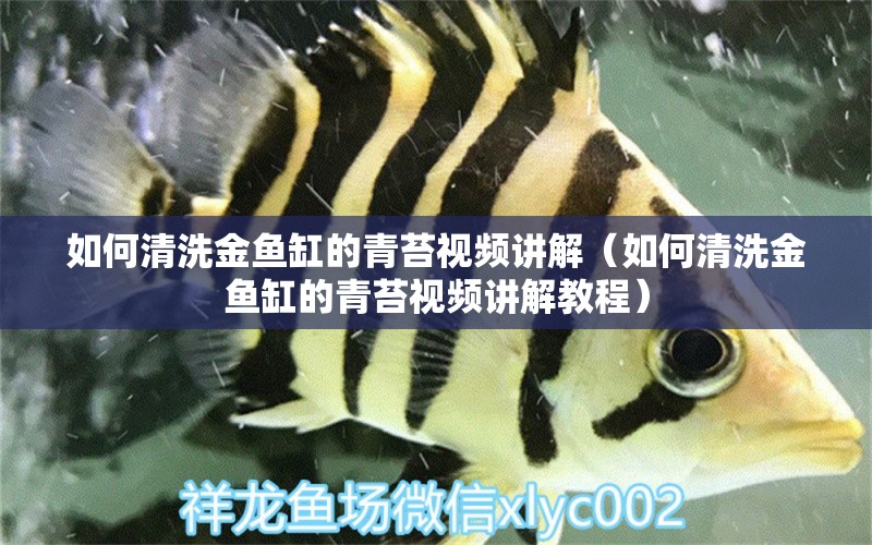 如何清洗金魚(yú)缸的青苔視頻講解（如何清洗金魚(yú)缸的青苔視頻講解教程）