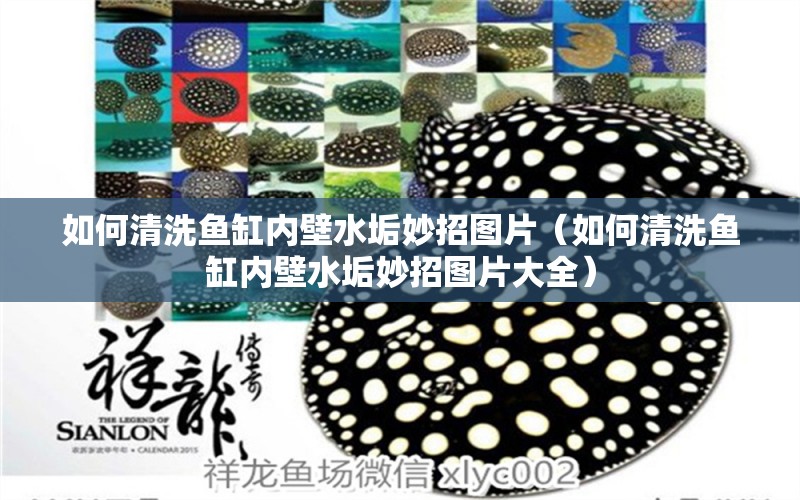 如何清洗魚缸內(nèi)壁水垢妙招圖片（如何清洗魚缸內(nèi)壁水垢妙招圖片大全） 黃金鴨嘴魚