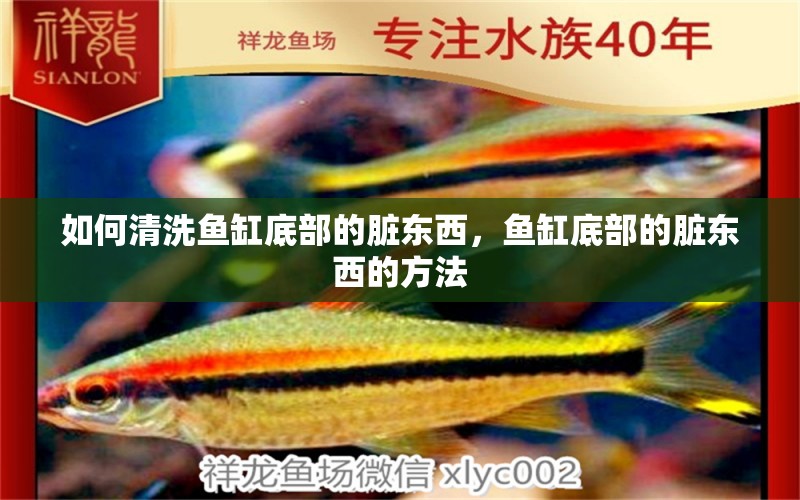 如何清洗魚缸底部的臟東西，魚缸底部的臟東西的方法 純血皇冠黑白魟魚