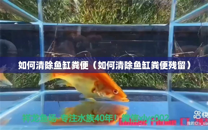 如何清除魚缸糞便（如何清除魚缸糞便殘留）