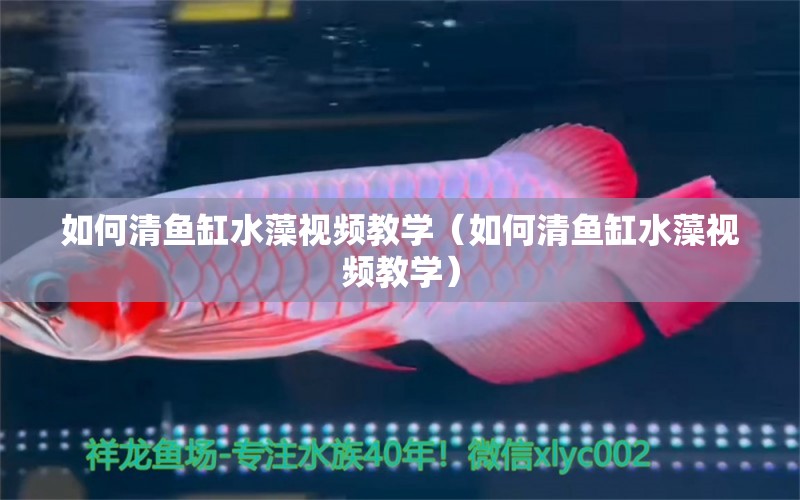 如何清魚缸水藻視頻教學(xué)（如何清魚缸水藻視頻教學(xué)）