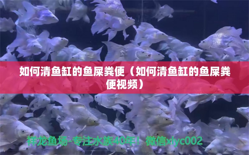 如何清魚缸的魚屎糞便（如何清魚缸的魚屎糞便視頻）