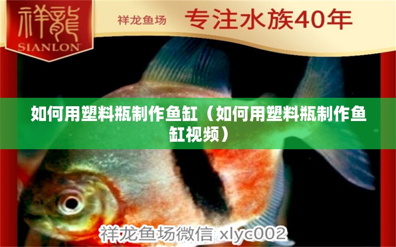 如何用塑料瓶制作魚缸（如何用塑料瓶制作魚缸視頻） 綠皮皇冠豹魚