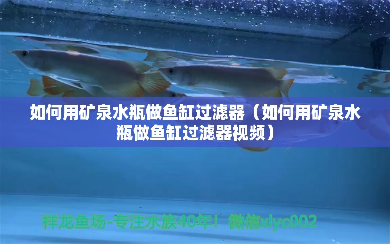 如何用礦泉水瓶做魚缸過濾器（如何用礦泉水瓶做魚缸過濾器視頻） 印尼四紋虎