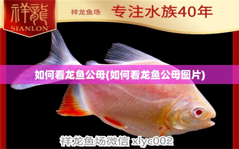 如何看龍魚公母(如何看龍魚公母圖片)