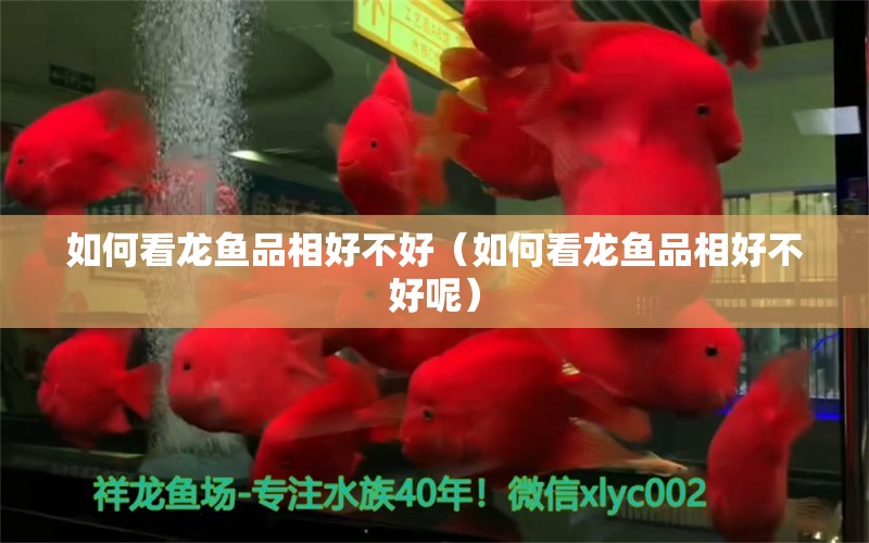 如何看龍魚品相好不好（如何看龍魚品相好不好呢） 龍魚疾病與治療