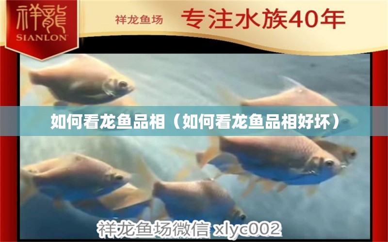 如何看龍魚(yú)品相（如何看龍魚(yú)品相好壞）