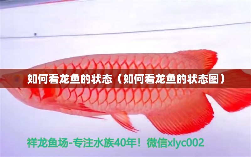 如何看龍魚的狀態(tài)（如何看龍魚的狀態(tài)圖） 龍魚疾病與治療