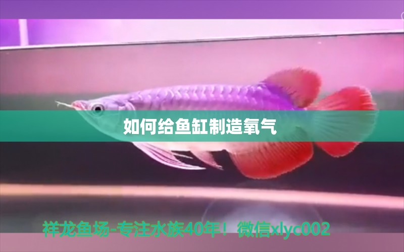 如何給魚缸制造氧氣 