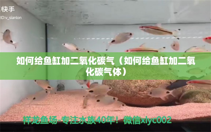 如何給魚缸加二氧化碳?xì)猓ㄈ绾谓o魚缸加二氧化碳?xì)怏w） 二氧化碳設(shè)備