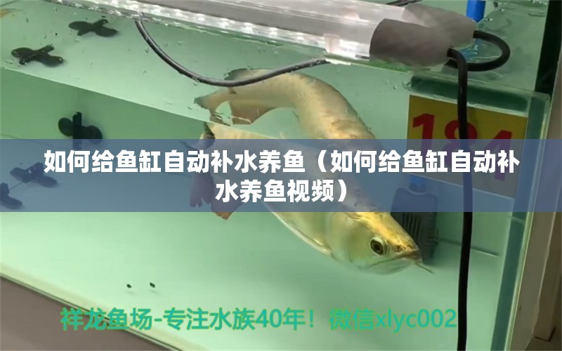 如何給魚缸自動(dòng)補(bǔ)水養(yǎng)魚（如何給魚缸自動(dòng)補(bǔ)水養(yǎng)魚視頻） 祥龍水族醫(yī)院