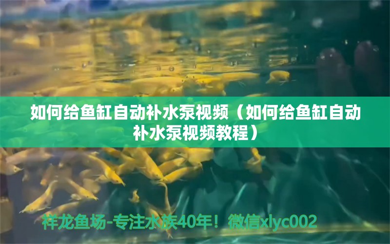 如何給魚缸自動補水泵視頻（如何給魚缸自動補水泵視頻教程） 祥龍水族醫(yī)院