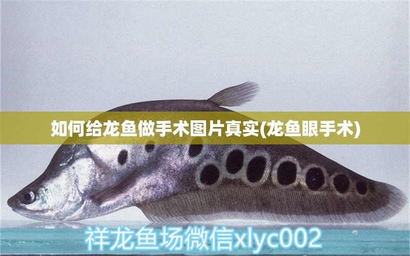 如何給龍魚做手術(shù)圖片真實(龍魚眼手術(shù)) 泰龐海蓮魚