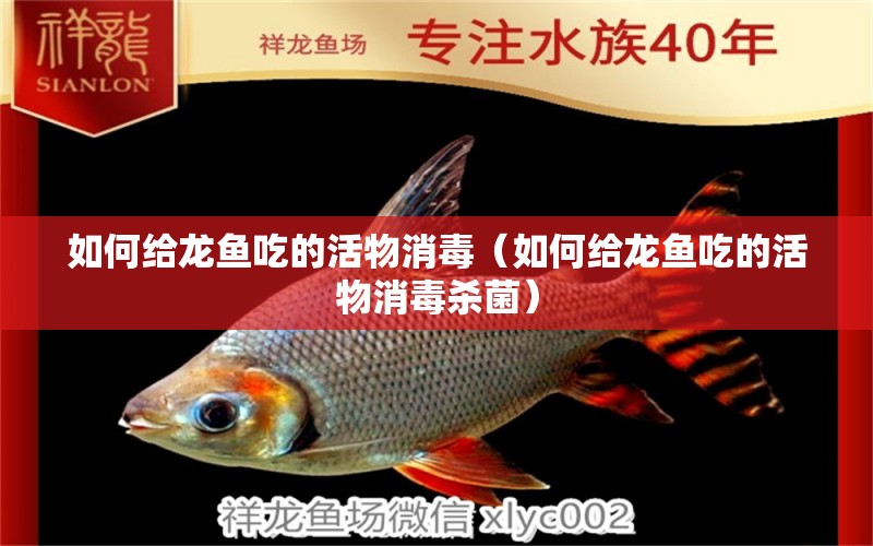 如何給龍魚吃的活物消毒（如何給龍魚吃的活物消毒殺菌） 龍魚疾病與治療