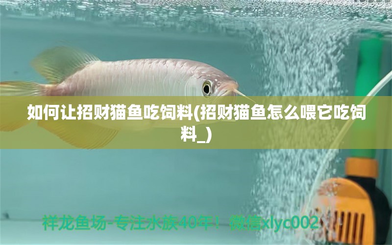 如何讓招財貓魚吃飼料(招財貓魚怎么喂它吃飼料_) 夢幻雷龍魚