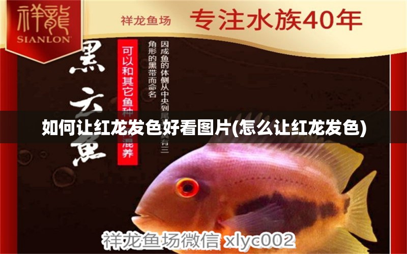 如何讓紅龍發(fā)色好看圖片(怎么讓紅龍發(fā)色) 金三間魚