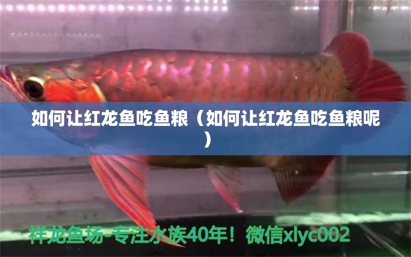 如何讓紅龍魚吃魚糧（如何讓紅龍魚吃魚糧呢） 印尼紅龍魚