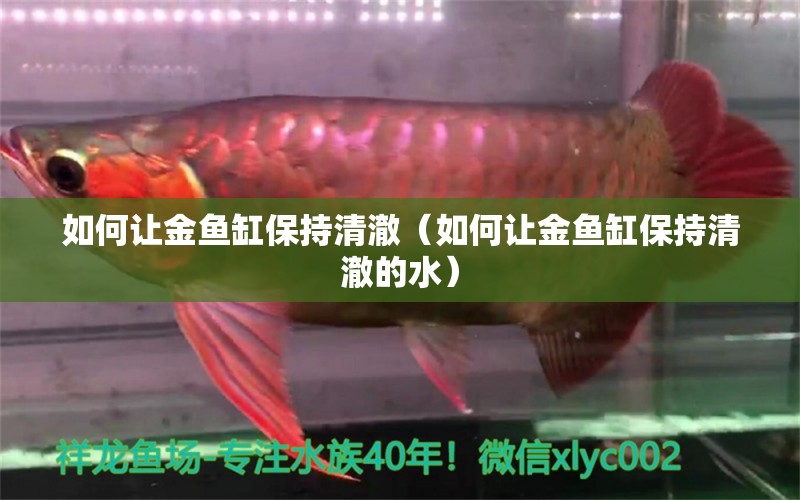 如何讓金魚缸保持清澈（如何讓金魚缸保持清澈的水）