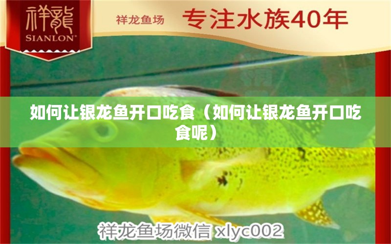 如何讓銀龍魚開口吃食（如何讓銀龍魚開口吃食呢）