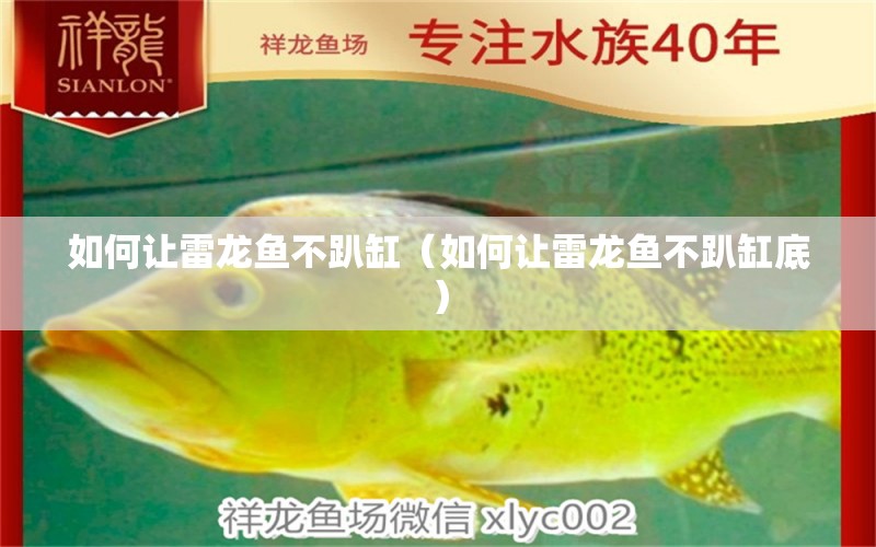 如何讓雷龍魚不趴缸（如何讓雷龍魚不趴缸底）