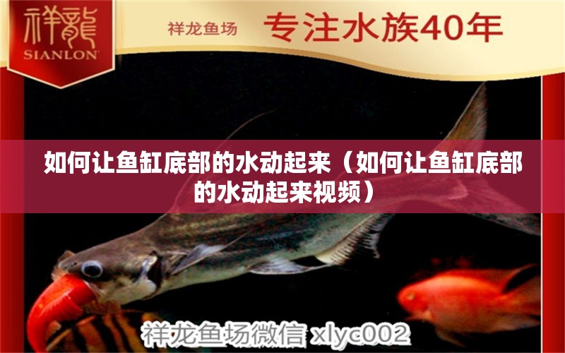 如何讓魚缸底部的水動(dòng)起來（如何讓魚缸底部的水動(dòng)起來視頻）