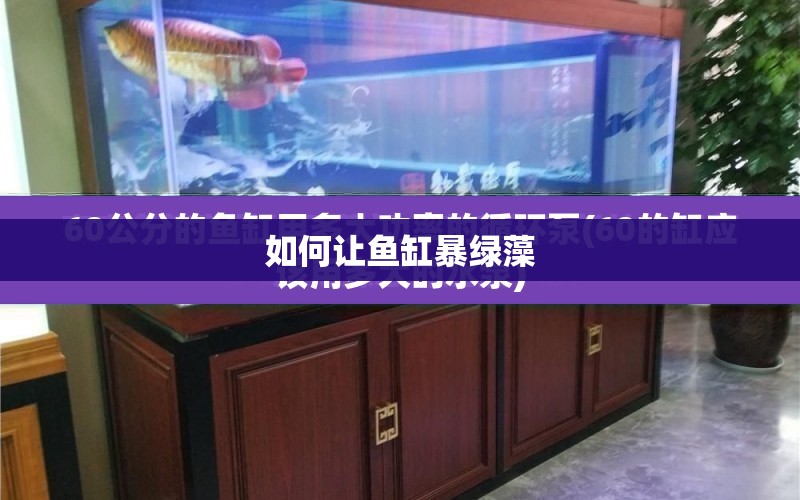 如何讓魚缸暴綠藻 水族問答 第1張