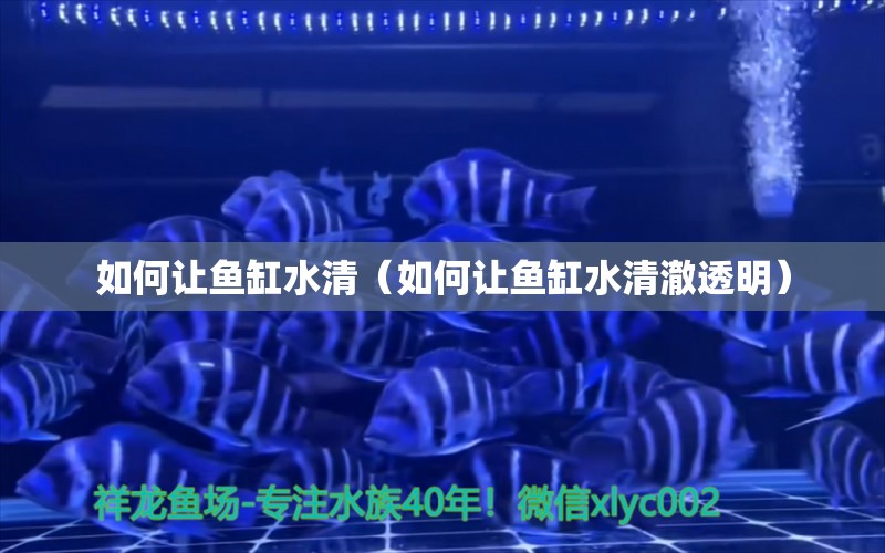 如何讓魚缸水清（如何讓魚缸水清澈透明） 福魟魟魚