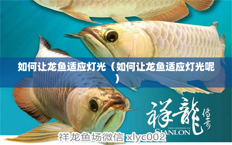 如何讓龍魚適應燈光（如何讓龍魚適應燈光呢） 祥龍魚場其他產(chǎn)品