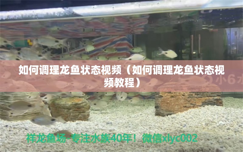 如何調(diào)理龍魚狀態(tài)視頻（如何調(diào)理龍魚狀態(tài)視頻教程） 龍魚疾病與治療