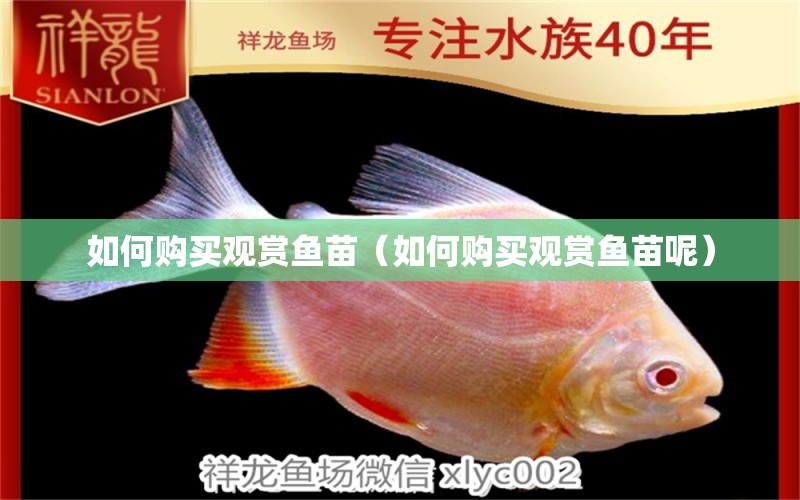 如何購買觀賞魚苗（如何購買觀賞魚苗呢）