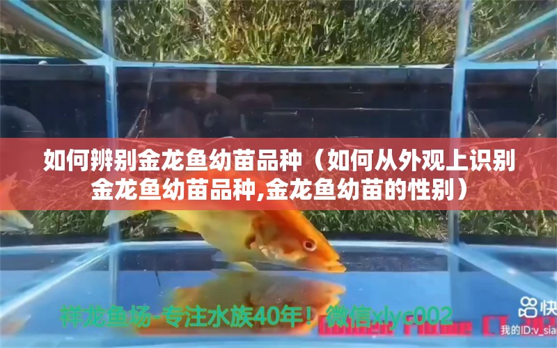 如何辨別金龍魚(yú)幼苗品種（如何從外觀上識(shí)別金龍魚(yú)幼苗品種,金龍魚(yú)幼苗的性別） 水族問(wèn)答 第1張