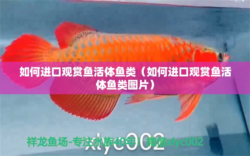 如何進口觀賞魚活體魚類（如何進口觀賞魚活體魚類圖片）