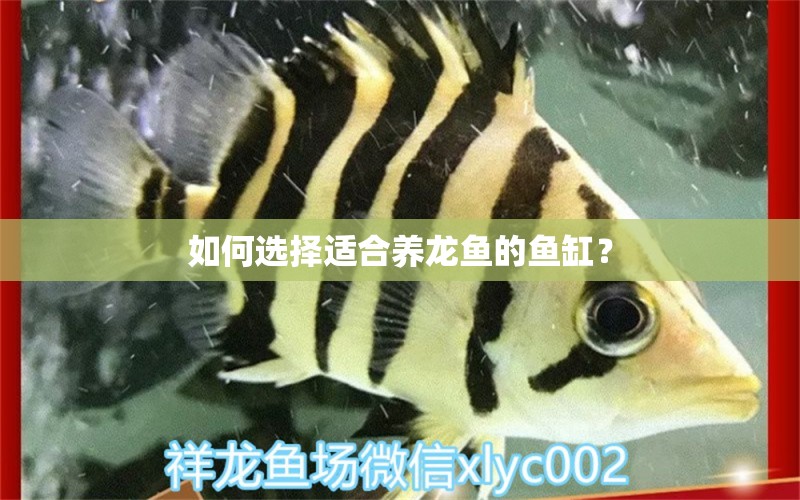 如何選擇適合養(yǎng)龍魚(yú)的魚(yú)缸？ 伊巴卡魚(yú)