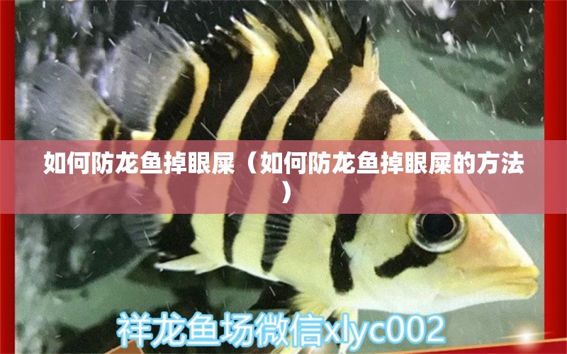 如何防龍魚掉眼屎（如何防龍魚掉眼屎的方法）