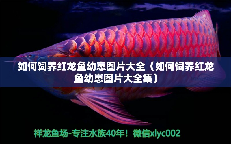 如何飼養(yǎng)紅龍魚幼崽圖片大全（如何飼養(yǎng)紅龍魚幼崽圖片大全集） 廣州龍魚批發(fā)市場