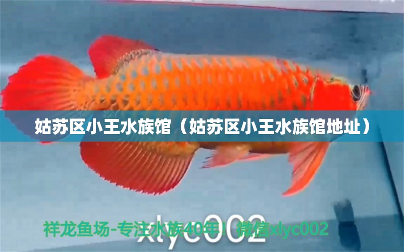 姑蘇區(qū)小王水族館（姑蘇區(qū)小王水族館地址） 全國水族館企業(yè)名錄