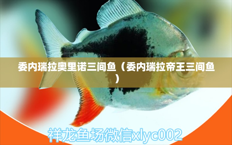 委內(nèi)瑞拉奧里諾三間魚（委內(nèi)瑞拉帝王三間魚） 帝王三間魚