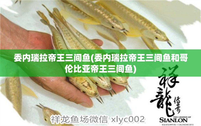 委內(nèi)瑞拉帝王三間魚(委內(nèi)瑞拉帝王三間魚和哥倫比亞帝王三間魚) 帝王三間魚