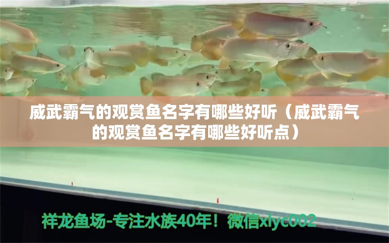 威武霸氣的觀賞魚名字有哪些好聽（威武霸氣的觀賞魚名字有哪些好聽點(diǎn)）