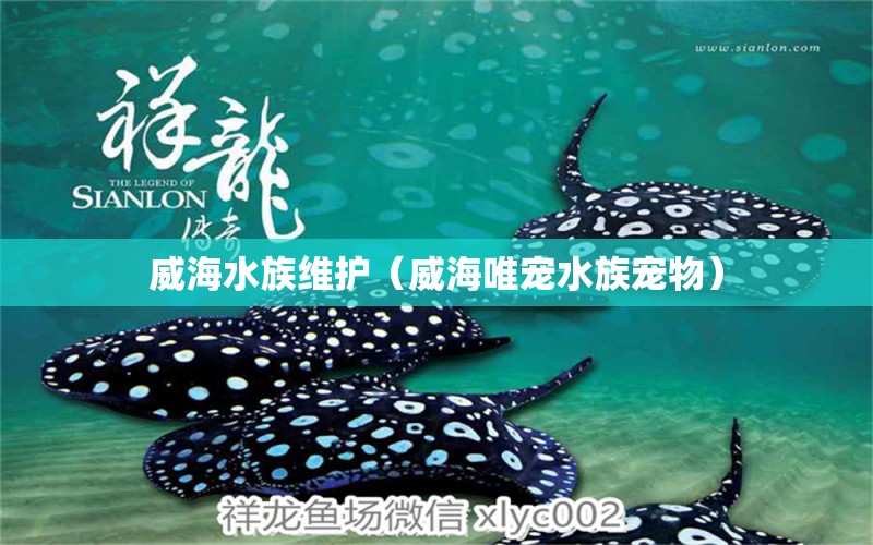 威海水族維護(hù)（威海唯寵水族寵物） 福魟魟魚(yú) 第1張