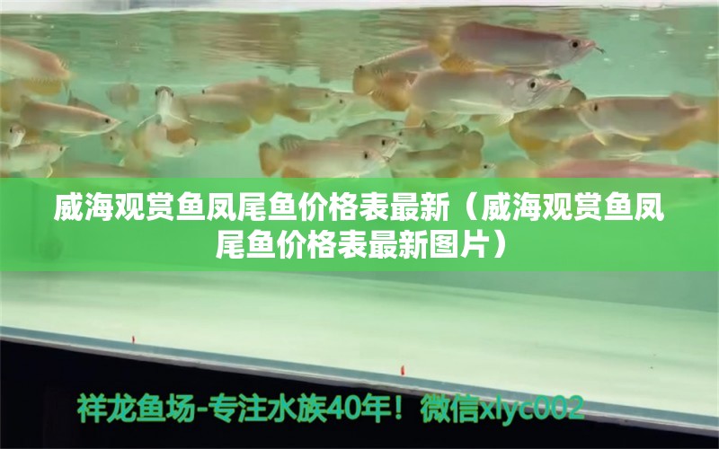 威海觀賞魚鳳尾魚價格表最新（威海觀賞魚鳳尾魚價格表最新圖片） 祥龍水族醫(yī)院