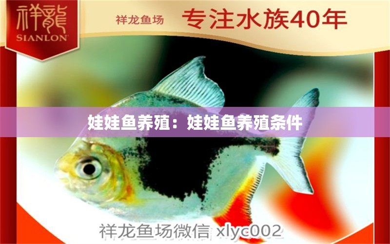 娃娃魚(yú)養(yǎng)殖：娃娃魚(yú)養(yǎng)殖條件