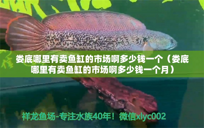 婁底哪里有賣魚缸的市場啊多少錢一個（婁底哪里有賣魚缸的市場啊多少錢一個月） 和尚魚