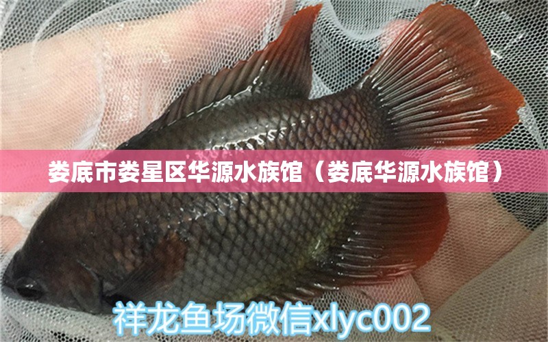 婁底市婁星區(qū)華源水族館（婁底華源水族館） 全國觀賞魚市場 第2張